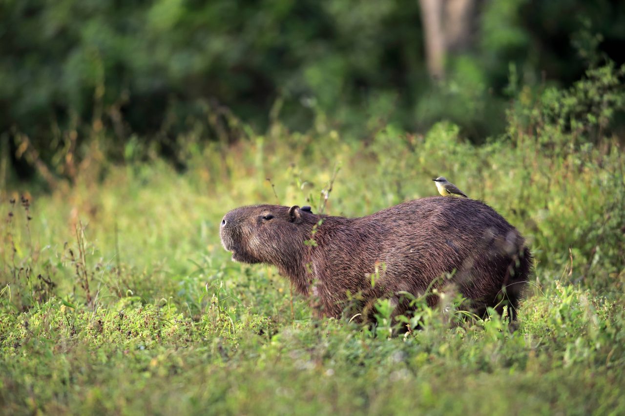 Essbar Capybara Kapibara Wasserschwein