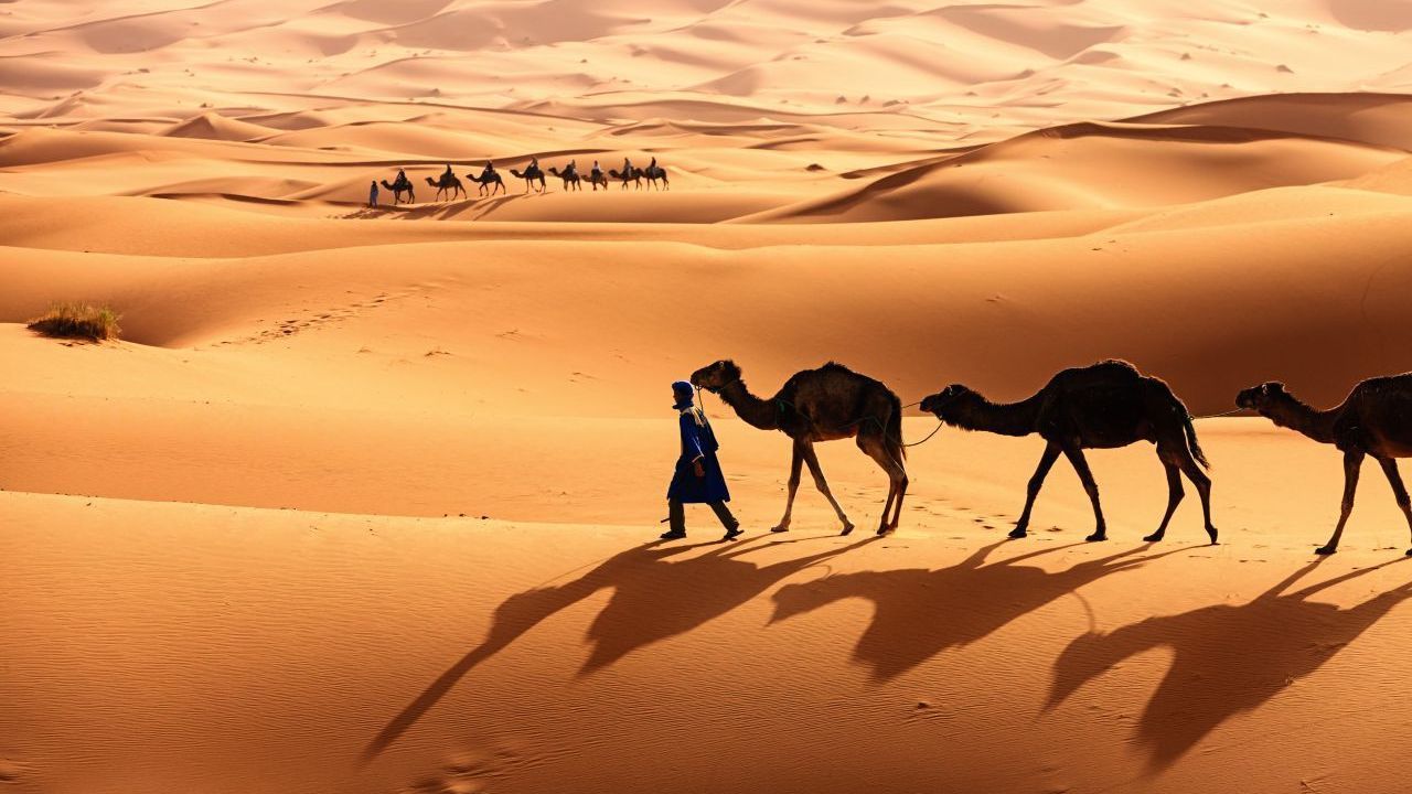 Ein Angehöriger der Tuareg mit Kamelen in der Sahara. Die Wüstentiere könnten zehn Tage ohne Wasser auskommen.