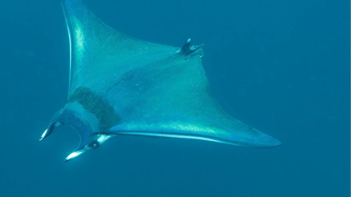 "Hat es noch nie gegeben" Mantarochen-Alarm auf Mallorca: Behörden warnen