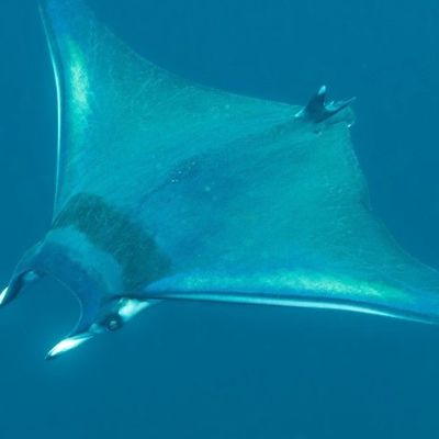 "Hat es noch nie gegeben" Mantarochen-Alarm auf Mallorca: Behörden warnen