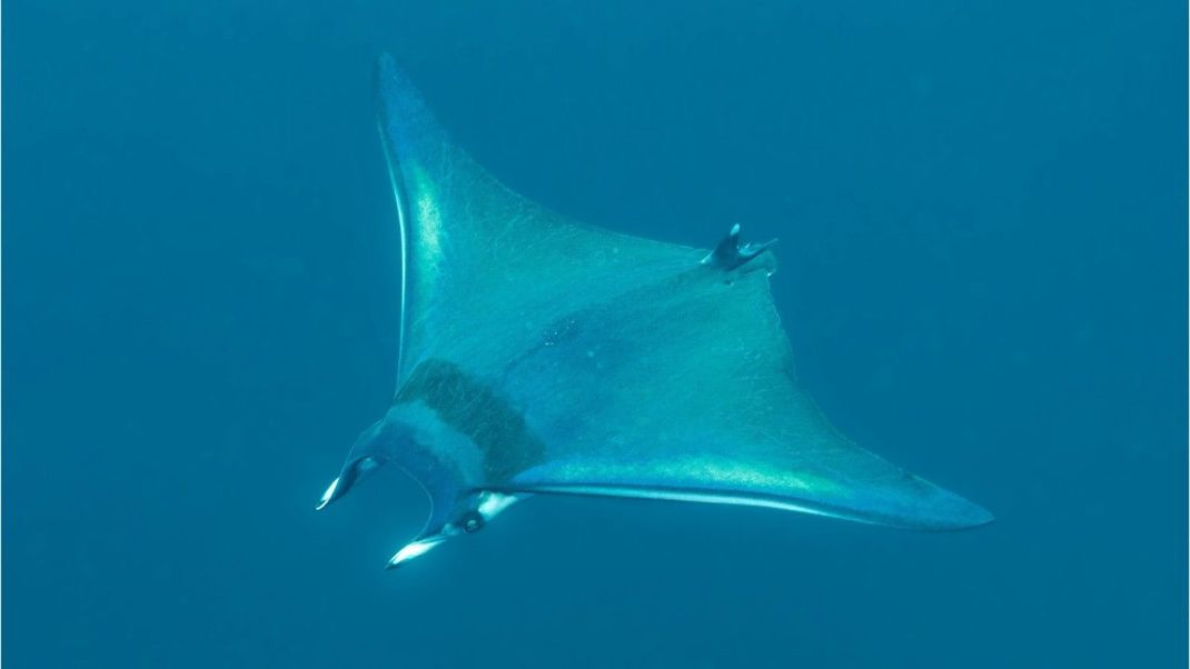 Mantarochen können bis zu acht Meter lang werden.