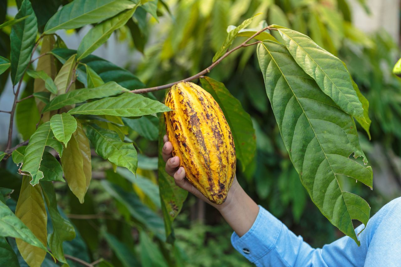 Die Kakaofrucht ist oval, zwischen 15 bis 25 Zentimeter lang und wiegt bis zu 500 Gramm. Je nach Sorte ist sie gelb, orange oder violett.