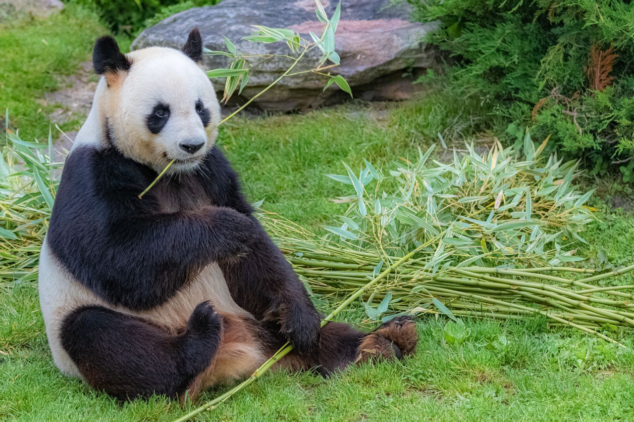 Pandabären fressen fast nur Bambus - und das am liebsten im Sitzen.