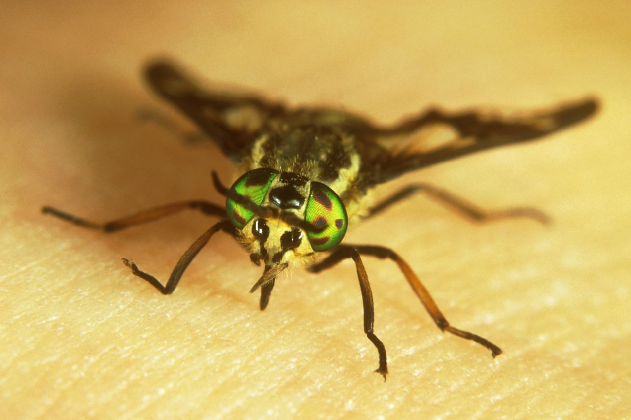 Goldaugenbremsen erkennt man an ihren fleckigen, goldgrün schillernden Augen. Und daran, dass der untere Teil des Gesichts gelb gestäubt ist. Die blutsaugenden Weibchen landen gern am Hals und auf dem Kopf, ob bei Mensch oder Tier. Sie sind jedoch weniger gierig als andere Bremsen-Arten und sitzen länger auf der Haut, bevor sie zubeißen. Wer eine Goldaugenbremse schnell genug vertreibt, entgeht womöglich einem Biss.  