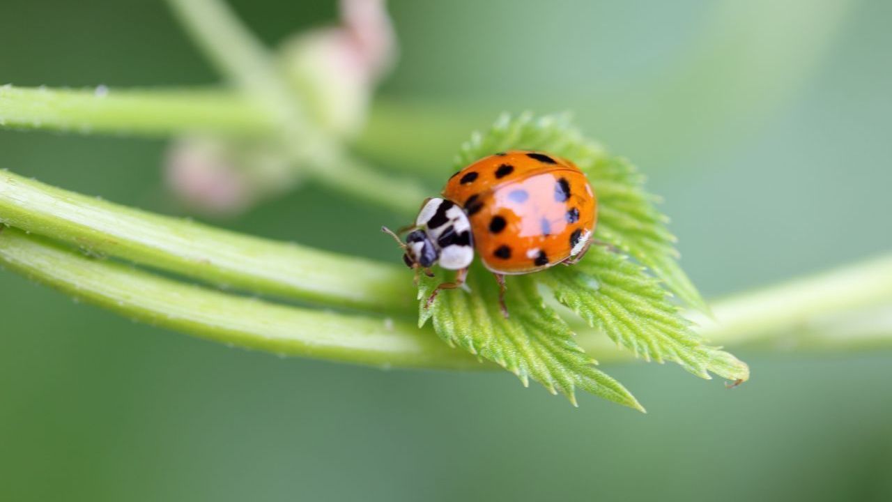 Das Immunsystem von Insekten ist ebenfalls sehr gut. Der asiatische Marienkäfer etwa besitzt kleine Eiweiße und den Wirkstoff Harmonin, die Krankheitserreger effizient abwehren.