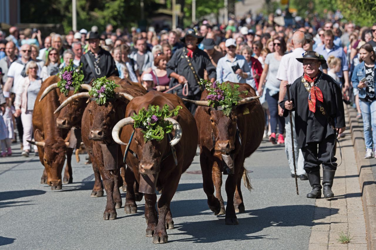 Pfingstochsen: Früher war es üblich, das Vieh zu Pfingsten auf die Weide zu treiben - stattlich geschmückt und mit musikalischer Begleitung. In einigen Regionen wird dieser Brauch bis heute gefeiert. 