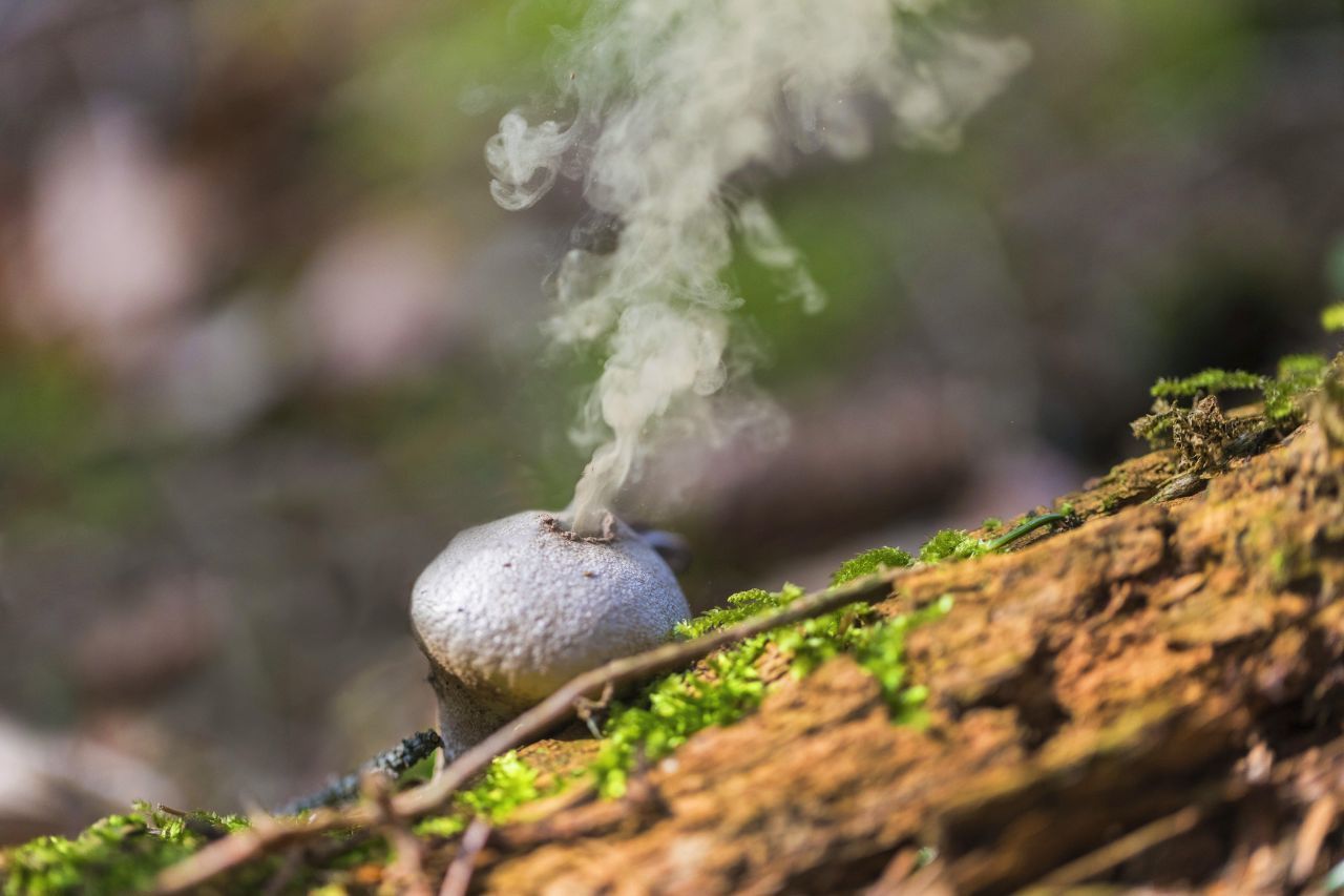 Pilze vermehren sich durch Sporen. Beim Stäubling bezieht sich der Name auf die reifen Fruchtkörper und den darin enthaltenen Sporen-Staub, der sich durch Berührung oder Druck in einer Wolke entlädt. Das passiert beispielsweise, wenn Regentropfen auf den Pilz fallen. Die freigesetzten Sporen trägt dann der Wind davon. Landen sie auf feuchter Erde, keimen sie aus und bilden Wurzeln. In Deutschland wachsen verschiedene Stäublin