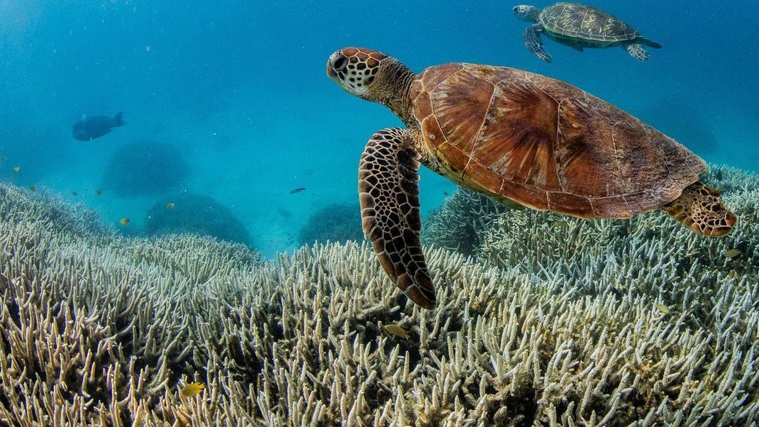 Forscher sind alarmiert: Es herrscht wieder Korallenbleiche im australischen Great Barrier Reef.