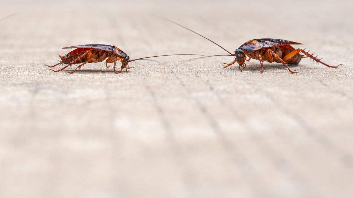 dirty cockroach walking on the floor, red cockroach disgusting insect in home, american cockroach walking along  house.