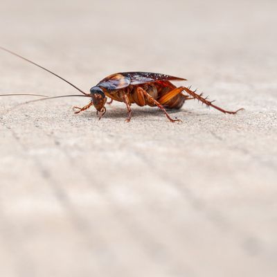 dirty cockroach walking on the floor, red cockroach disgusting insect in home, american cockroach walking along  house.