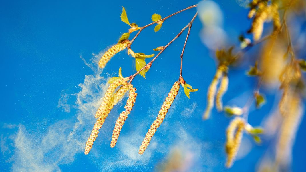 Viele Menschen sind von Heuschnupfen geplagt. Birkenpollen gehören zu den stärksten Baumpollenallergenen. Wir klären, worauf du als Allergiker:in achten solltest. 