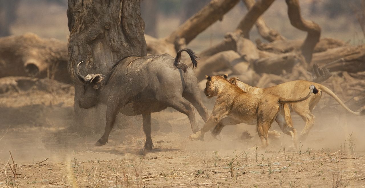 Frauenpower in der Wildnis: Wenn Löwinnen jagen, hetzen flinke Weibchen das Opfer und treiben es einer eher kräftig gebauten Artgenossin zu. Ohne sie würden die Sprinter oft leer ausgehen, da sie ihre Höchstgeschwindigkeit von etwa 60 km/h nicht lange durchhalten. So können ihnen beispielsweise die schnelleren Antilopen entkommen. Im Erfolgsfall teilen die Raubtiere die Beute untereinander und mit anderen Gruppenmitgliedern. 