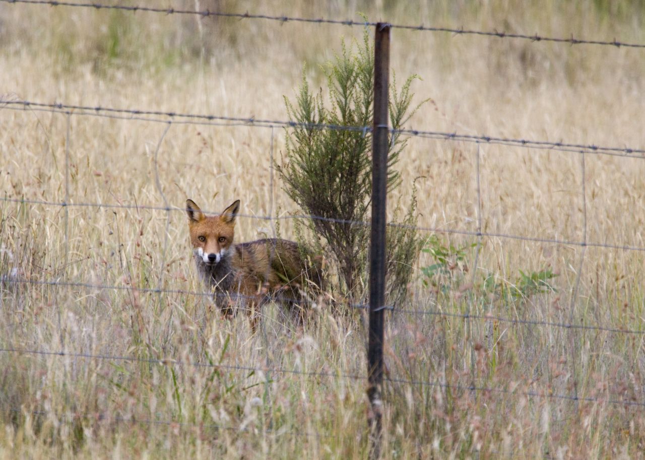 Vor allem eingeschleppte Arten wie Rotfüchse und Katzen dezimieren heute die heimischen Tiere. Zudem wird ihr Lebensraum zunehmend zerstört.