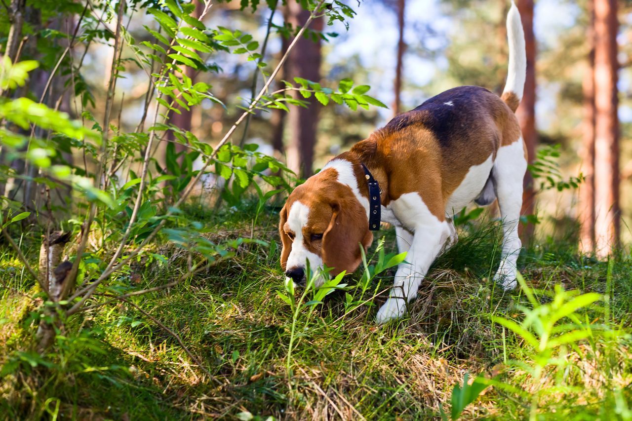 Beagle (15 Jahre)