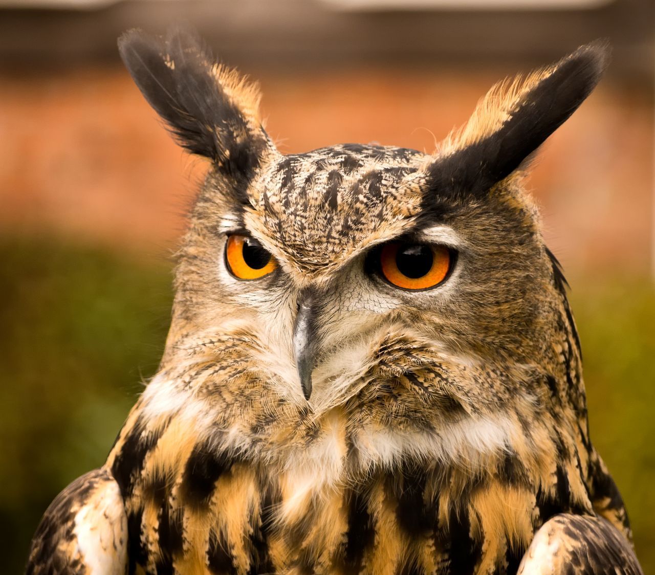 30.000 Brutpaare der Waldohr-Eule wohnen in deutschen Waldrändern, Parks und Friedhöfen. Ihre Leibspeise sind Fledermäuse. Zum Nestbauen sind sie zu faul und brüten in alten Nestern von Krähen und Raubvögeln.