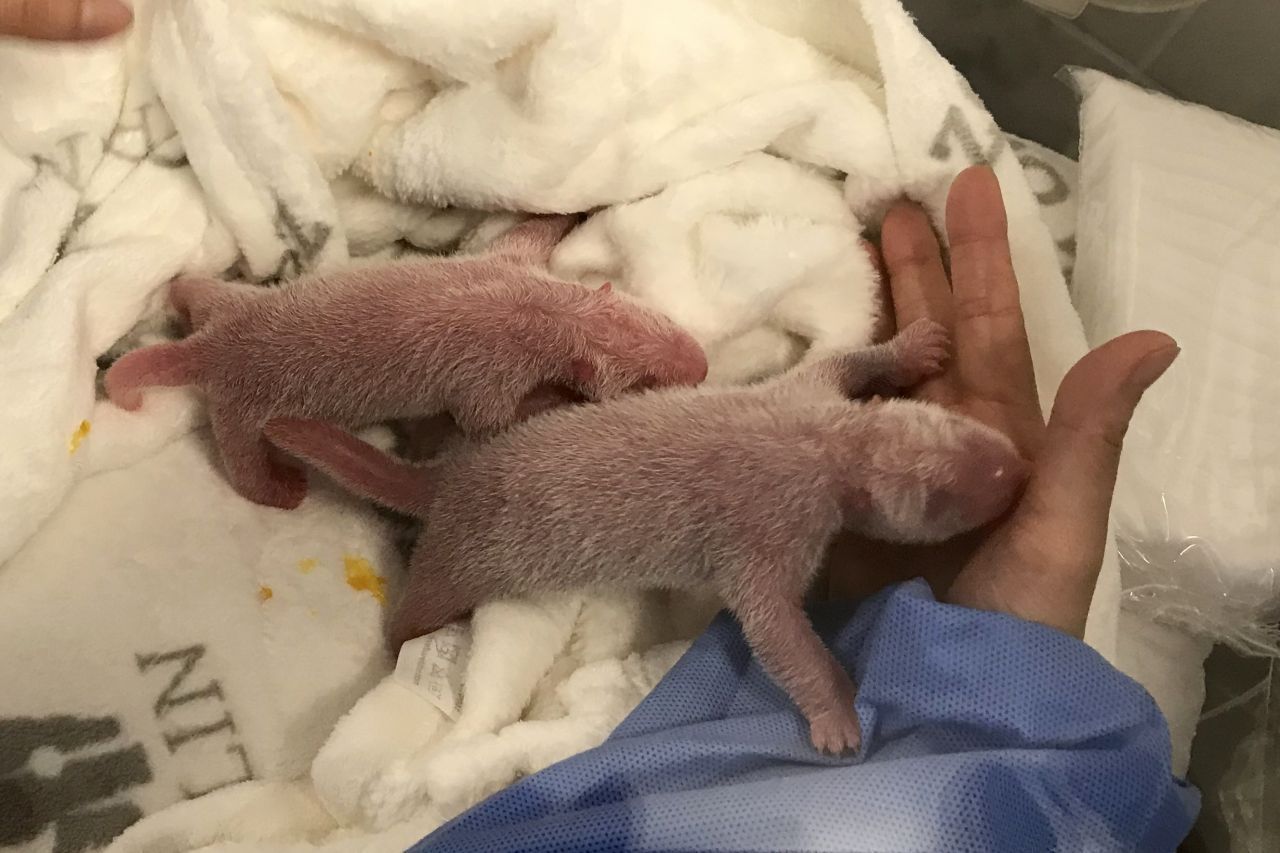 Nach 147 Tagen Trächtigkeit von Panda-Mama Meng Meng kamen süße Zwillinge zur Welt!