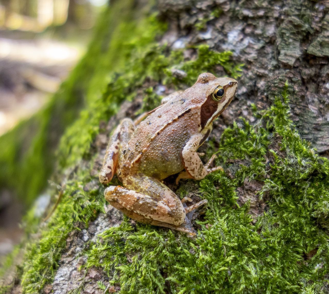 Grasfrösche sind in Deutschland weitverbreitet. Sie kommen mit vielen Lebensräumen klar, hausen aber am liebsten in kleinen Teichen und Weihern. Die Tiere sind bräunlich mit gelblichem, rötlichem oder schwarzem Einschlag sowie Flecken. Sie messen bis elf Zentimeter.