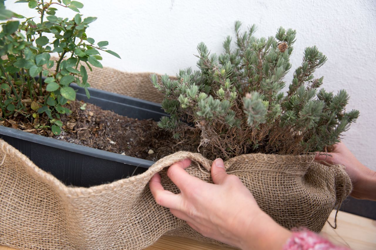 Hast du deine Pflanzen bereits draußen stehen, hole sie in frostigen Nächten wieder rein. Alternativ kannst du sie auch mit einer Schutzschicht einwickeln.