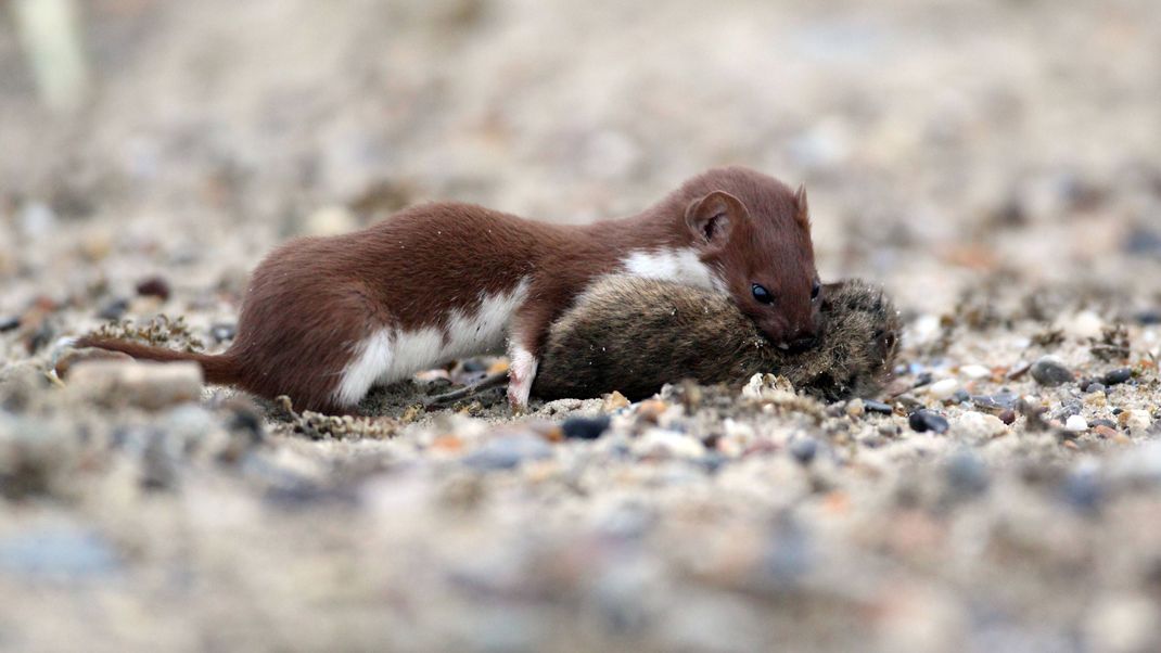 Ein Mauswiesel hat eine Maus erbeutet.