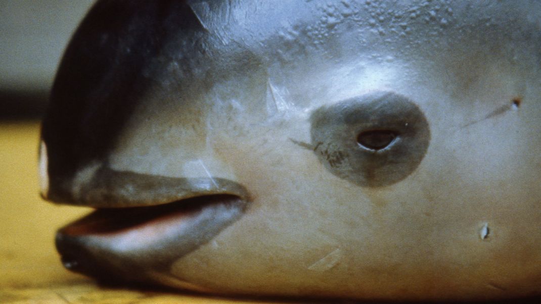 Vaquita heißt auf Spanisch so viel wie "Kälbchen". Die Kälbchen der Meere sehen aus, als trügen sie Lippenstift und Liedschatten.&nbsp;