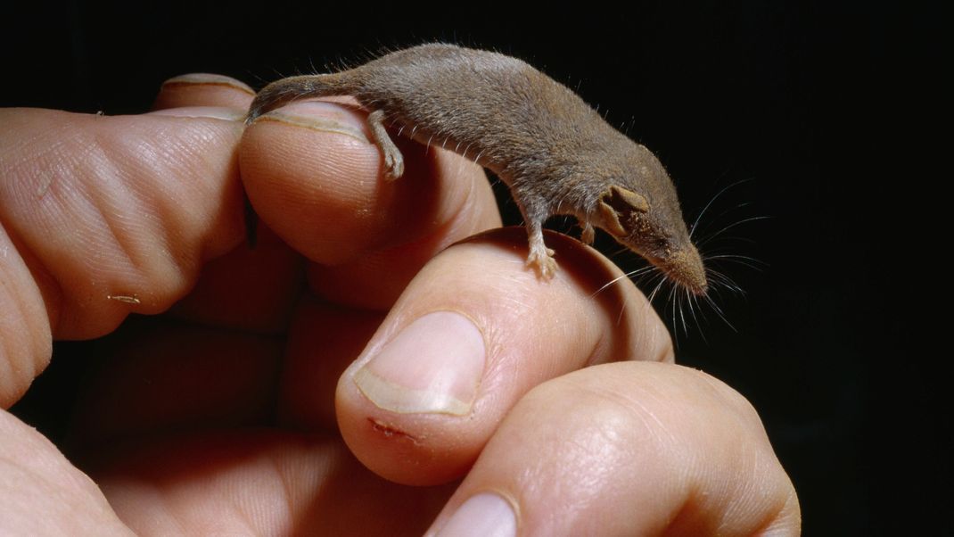 Die Etruskerspitzmaus ist eine der zwei kleinsten Säugetier-Arten.