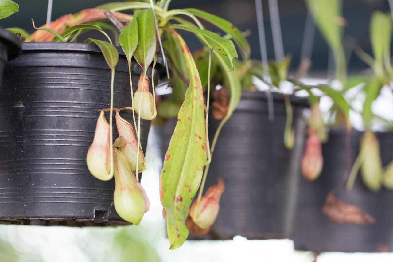 Nepenthes werden über 50 Zentimeter hoch. Die Kannenpflanzen sind robust und eignen sich auch für Anfänger.