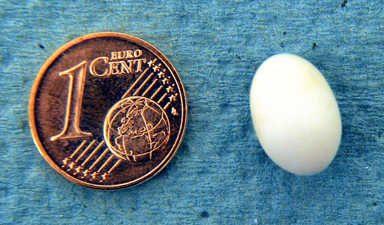 Mini-Ei: Das kleinste Vogel-Ei: Der Kolibri legt das kleinste Vogel-Ei. Es ist nur etwa einen Zentimeter lang und wiegt weniger als zwei Gramm. 
