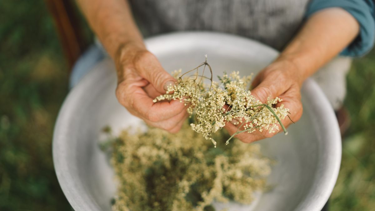 Grandmother holds in hands clusters of dried flowers black elderberry