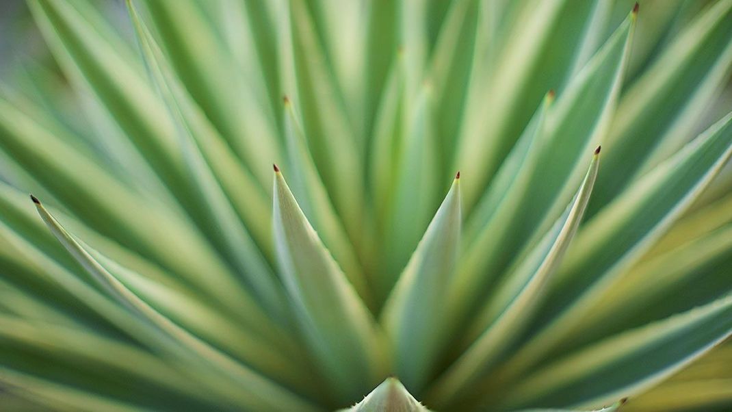 Aloe vera, die Wunderpflanze für Beauty und Gesundheit, in die Kopfhaut einmassieren und rund 30 Minuten einwirken lassen: Ihr werdet begeistert sein!