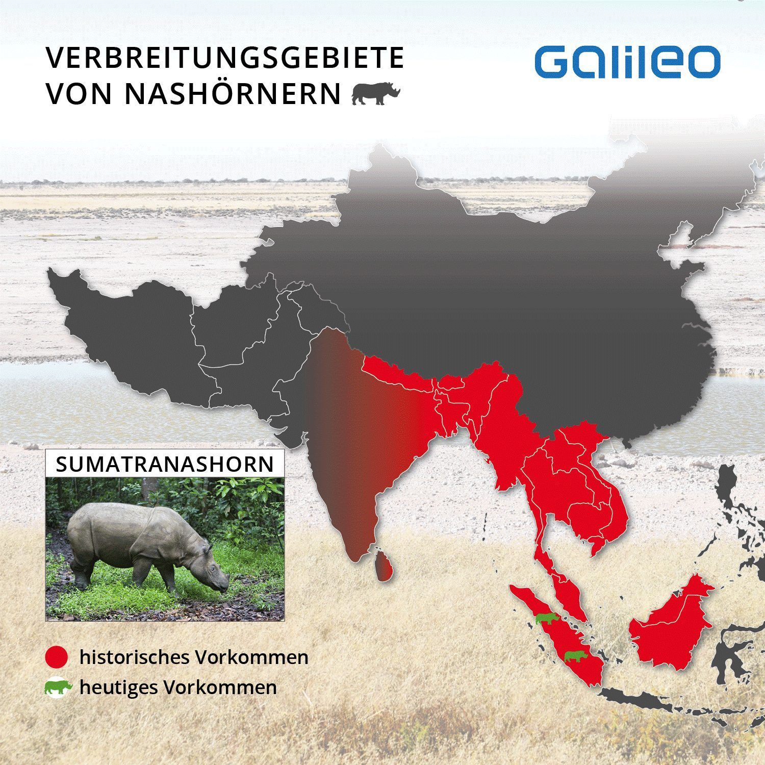 Vom Fuß des Himalajas in Bhutan und dem äußersten Osten Indiens über Bangladesch, Myanmar, Thailand bis auf die Malaiische Halbinsel, Sumatra und Borneo lebte das Sumatranashorn einst. Nun kommt es nur noch in Indonesien vor.