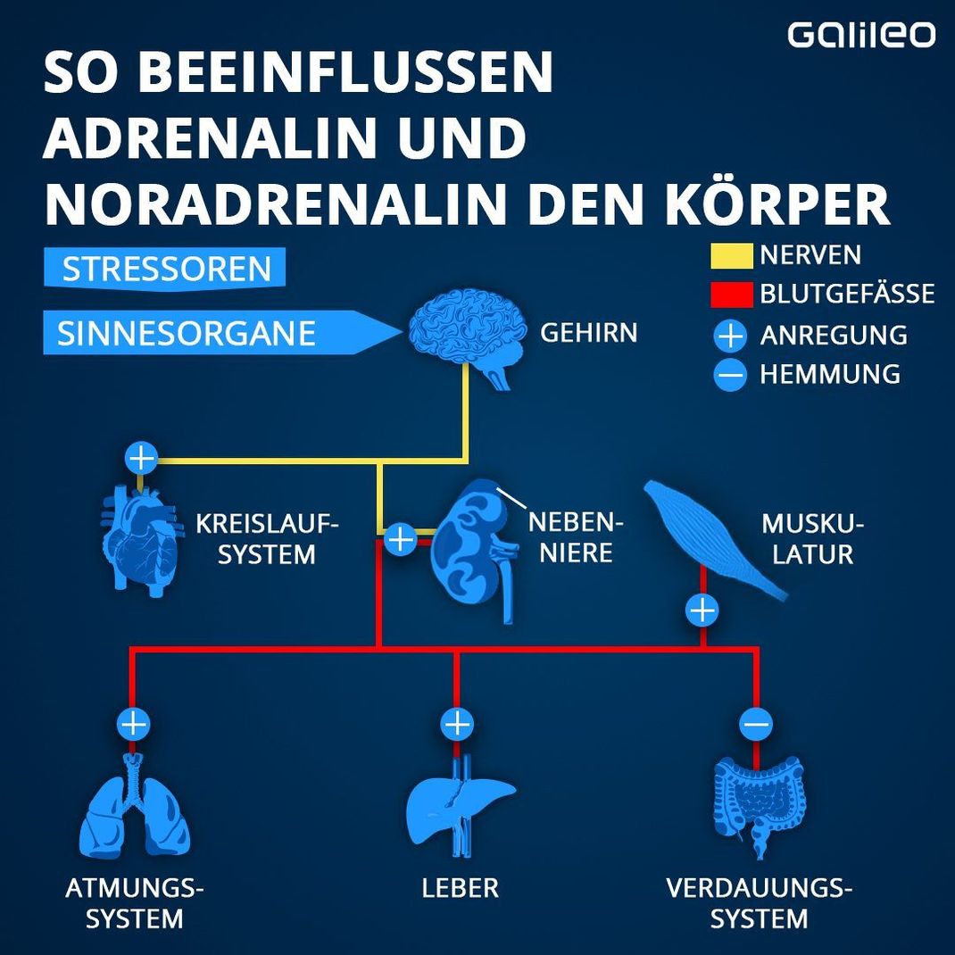 So beeinflusst Adrenalin und Noradrenalin deinen Körper.