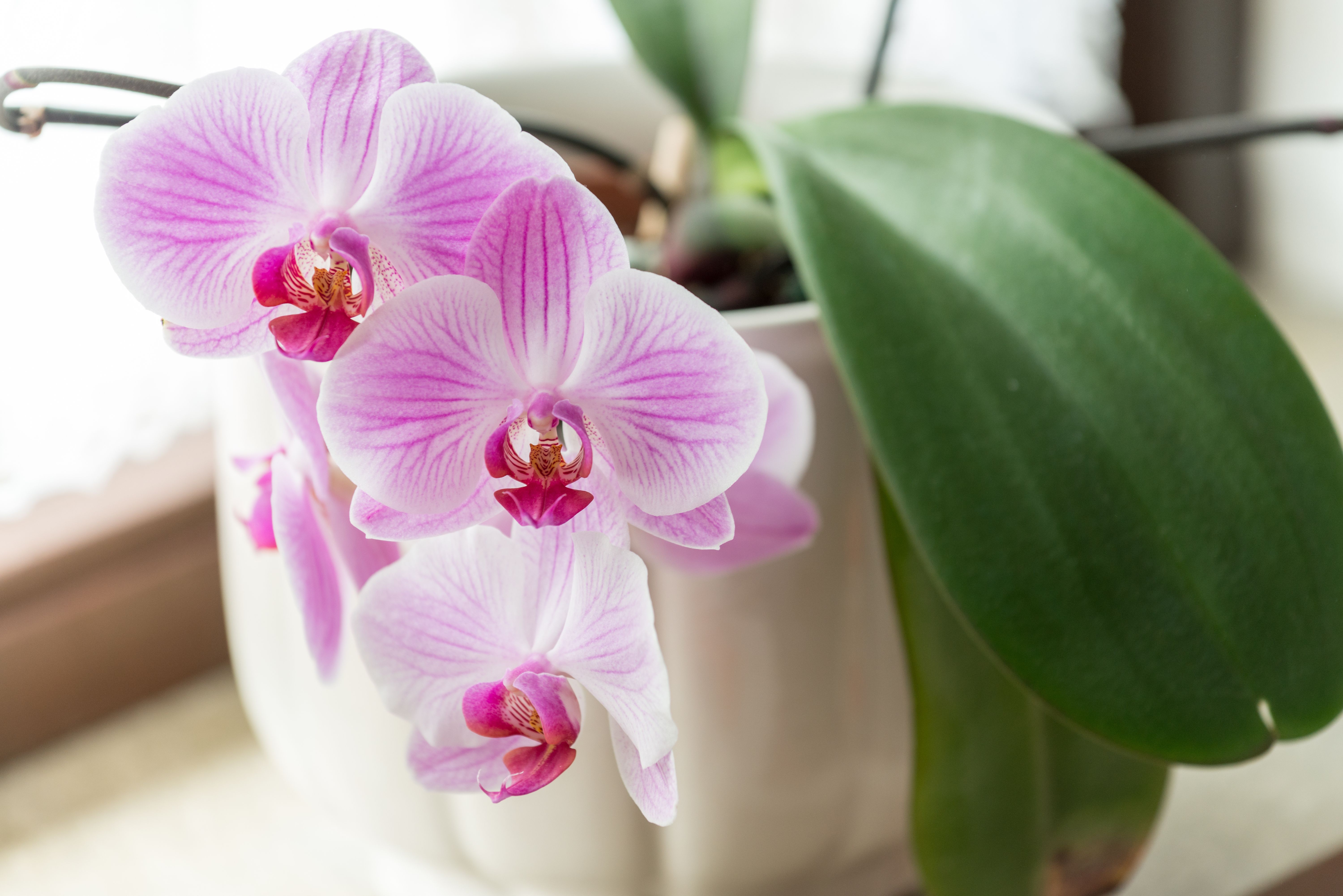 Orchideen bevorzugen einen halbschattigen Standort, an dem es weder zu warm noch zu kalt ist.