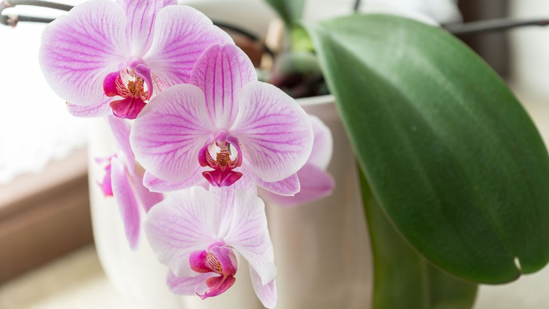 Orchideen bevorzugen einen halbschattigen Standort, an dem es weder zu warm noch zu kalt ist.