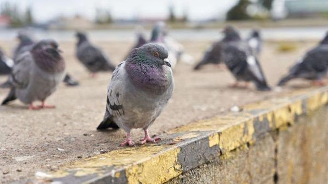 Die Vorfahren unserer Stadttauben wurden früher als Haustiere gehalten.