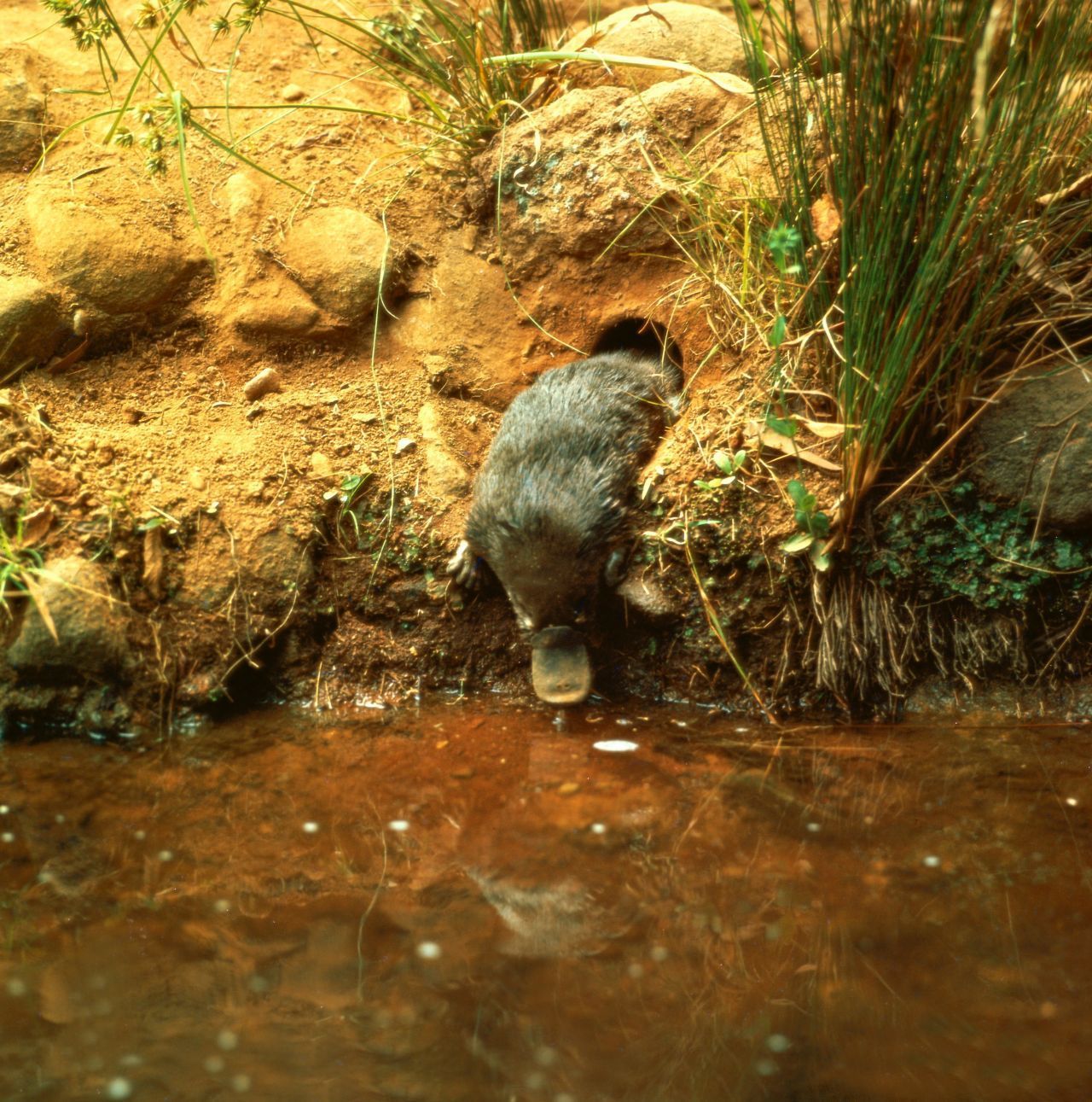 Ihre viele Meter langen Erd-Bauten liegen direkt am Ufer, der Eingang liegt knapp über dem Wasser. Meist graben die Tiere mit ihren Vorderpfoten mehrere Bauten, die sie abwechselnd besuchen.