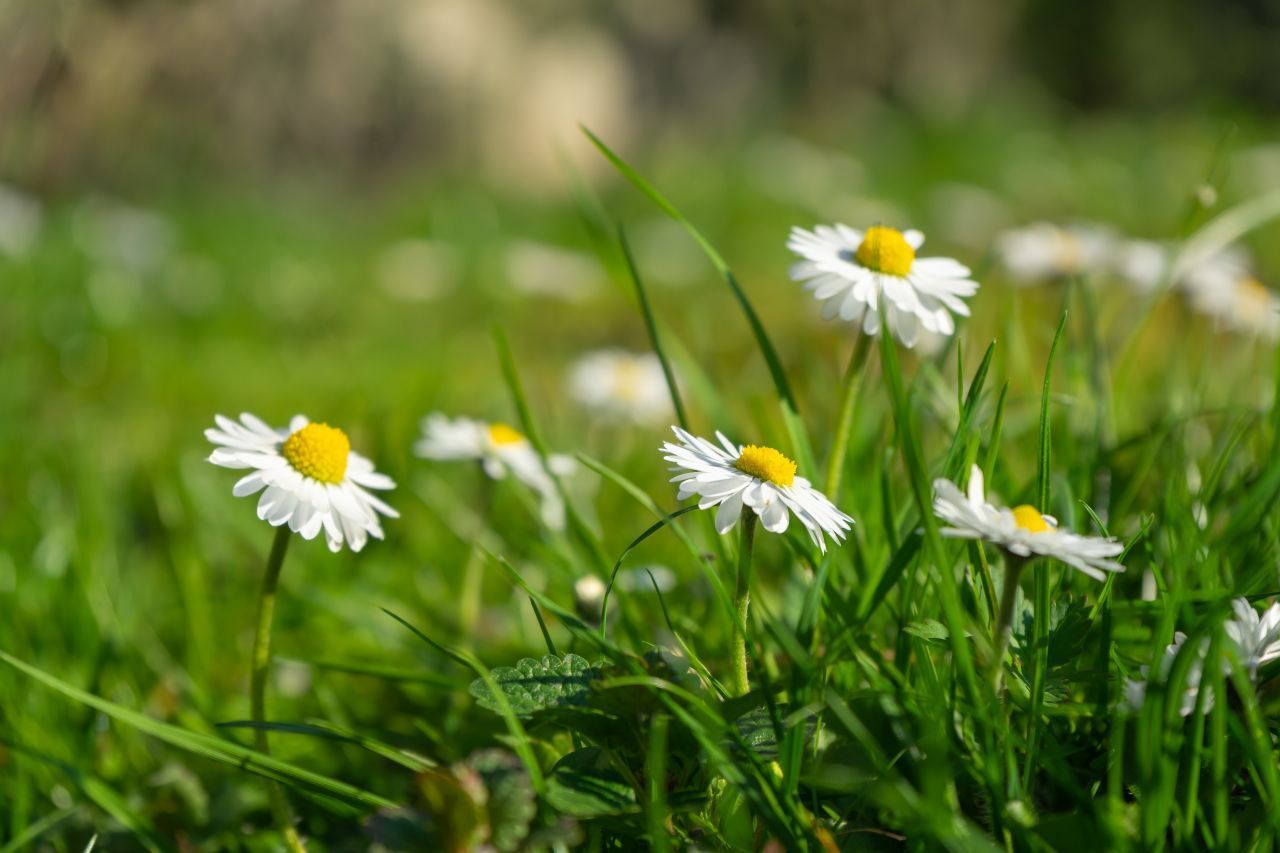 Gänseblümchen haben eine eigene innere Uhr. Sie schließen ihre Blüten abends und öffnen sie über den Vormittag langsam wieder.