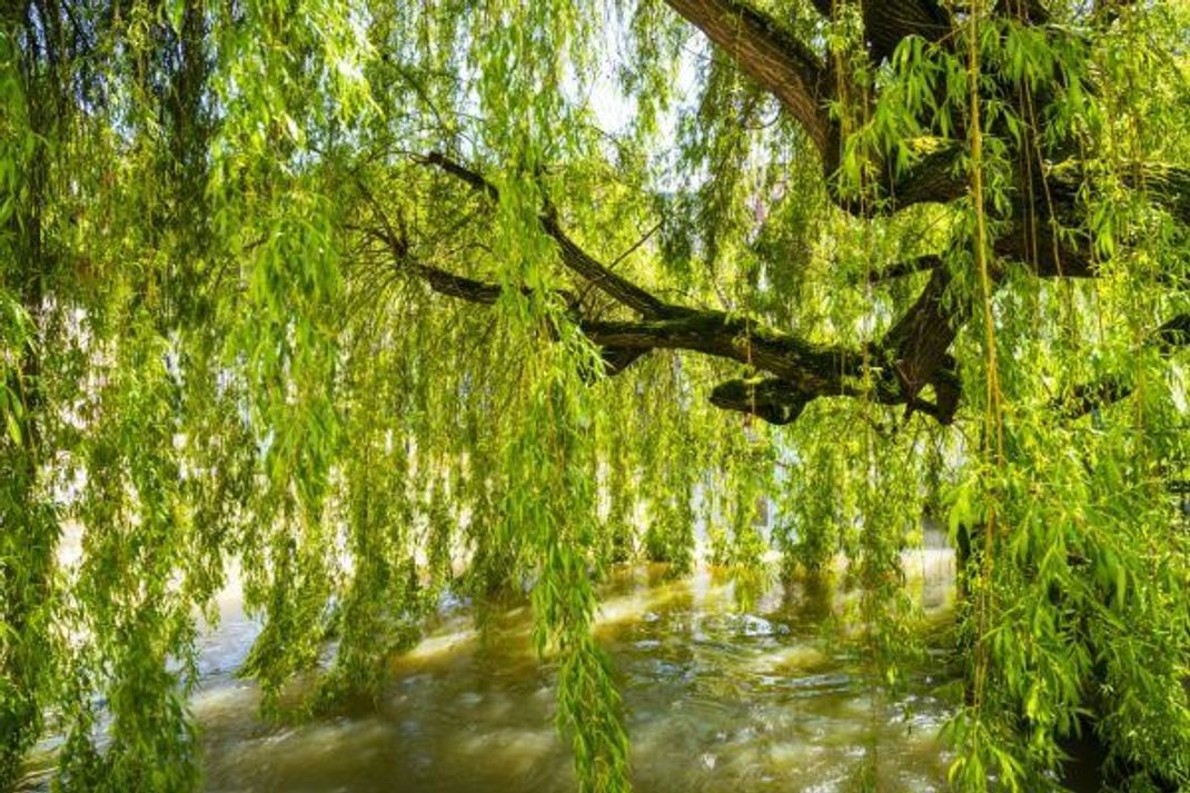 Wer sucht, der findet: Weiden wachsen in Auenwäldern, an Fluss- oder Bachläufen sowie in Moor-Landschaften. Am Boden liegende Äste darf man zum Eigengebrauch - also auch zum Stockbrot-Backen - mitnehmen.