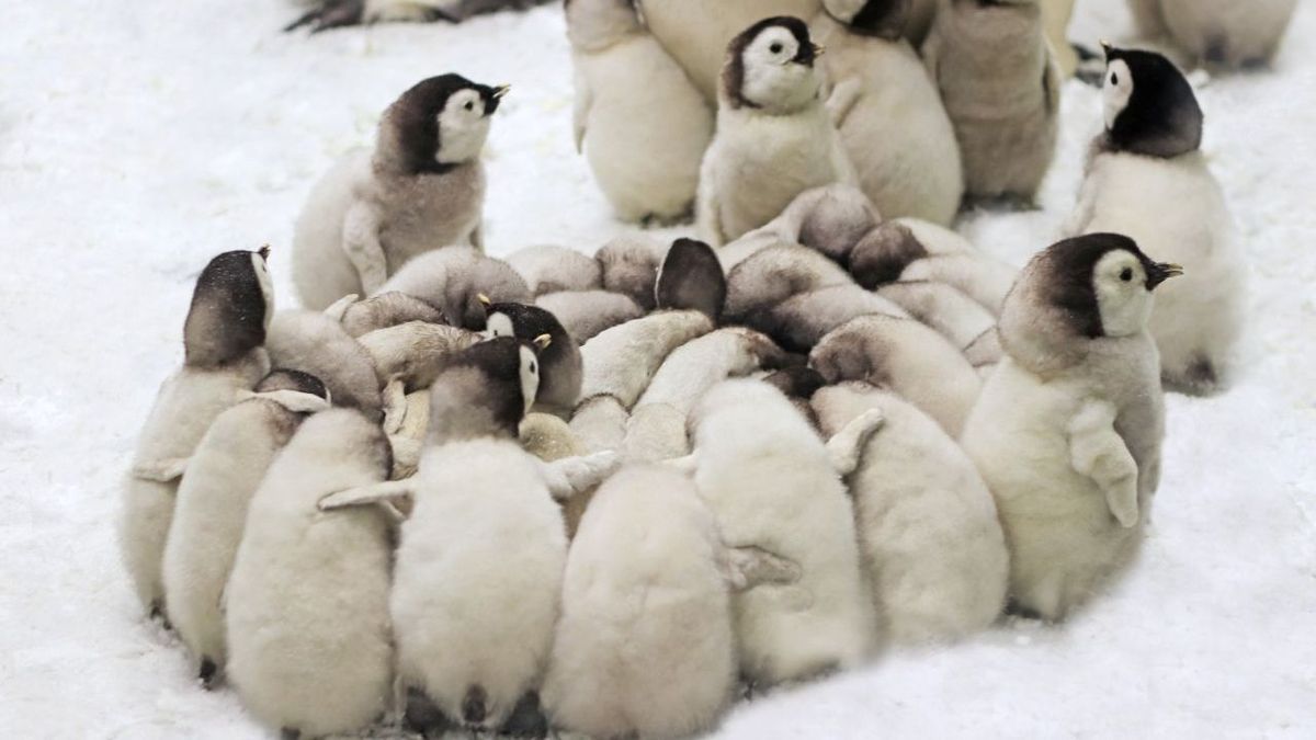 Pinguine Kuken Kuscheln Bei Kalte Gettyimages 1198898890