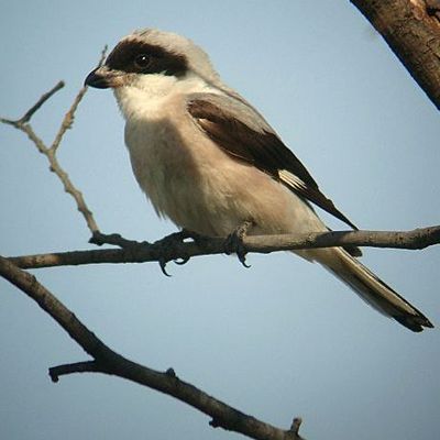 Lesser Grey Shrike (Lanius minor)