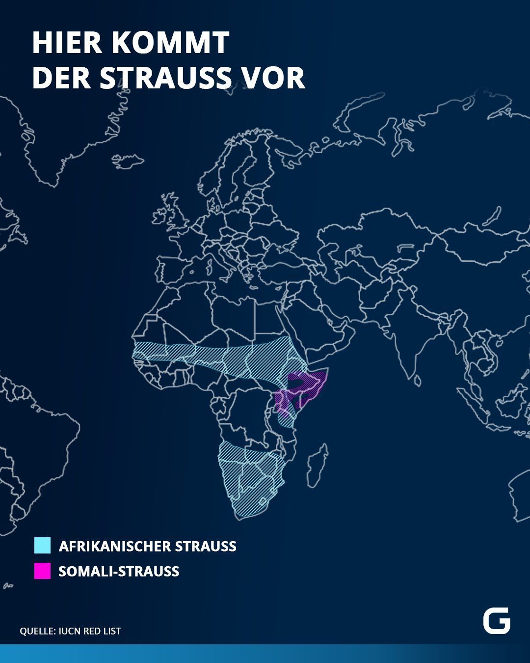 Hier kommt der Strauss auf der Welt vor. 