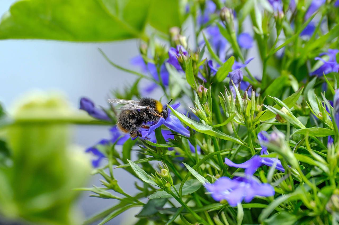 Die Männertreu versteckt in ihren blauen Blüten viel Nektar unter anderem für Hummeln. Im Garten oder auf dem Balkon mag die Pflanze Sonne bis Halbschatten. Praktisch: Die Männertreu blüht bis in den Oktober.