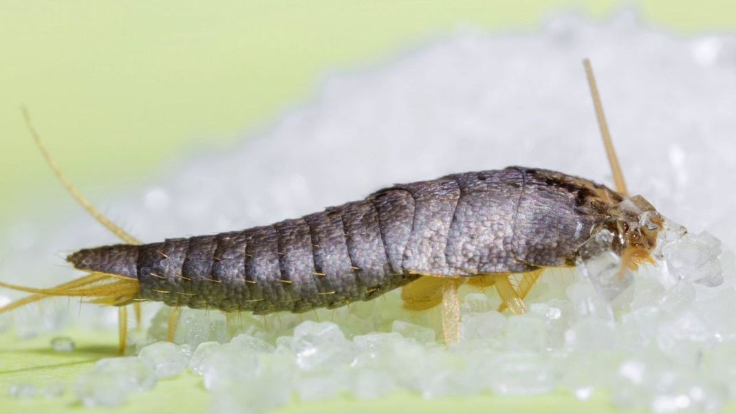 Silberfische sind richtige Naschkatzen. Ihr Lieblingssnack: Zucker.