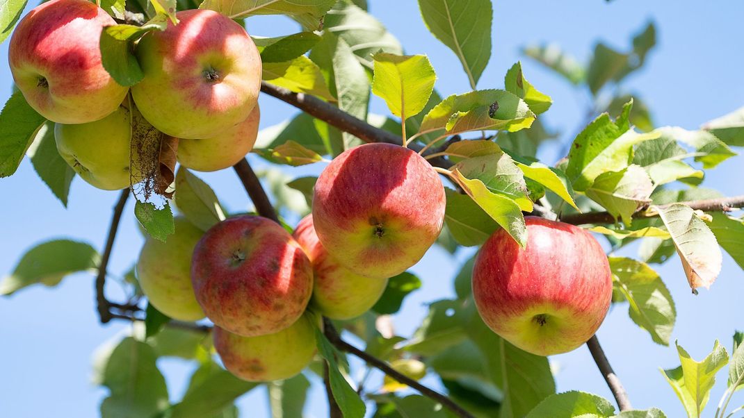 Obwohl keine akute Gefährdung bestehe, sollten Nachbarn einer Dürener Firma kein Ost und Gemüse aus dem eigenen Garten essen.&nbsp;&nbsp;