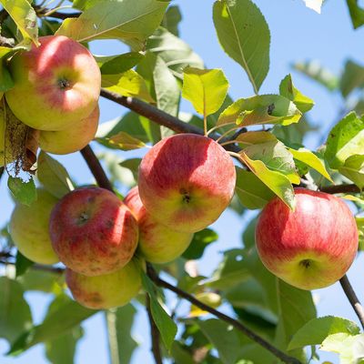 Äpfel auf einer Wiese