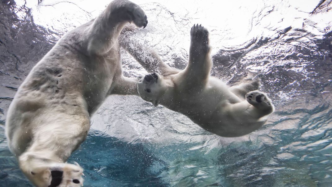 Eisbären besitzen Schwimmhäute und eine Fettschicht: Beides hilft ihnen beim Schwimmen.