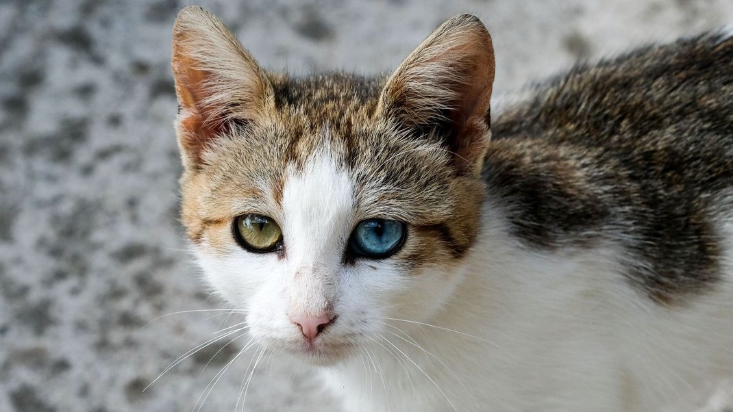 Katzenaugen: Bei weißen oder weiß-gescheckten Katzen geht die Heterochromie auch oft mit Taubheit einher. 