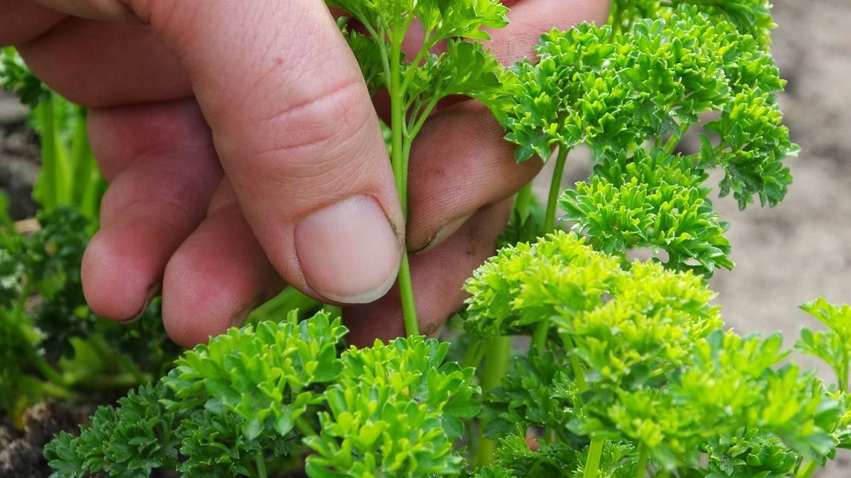 Kräuter pflanzen im eigenen Garten