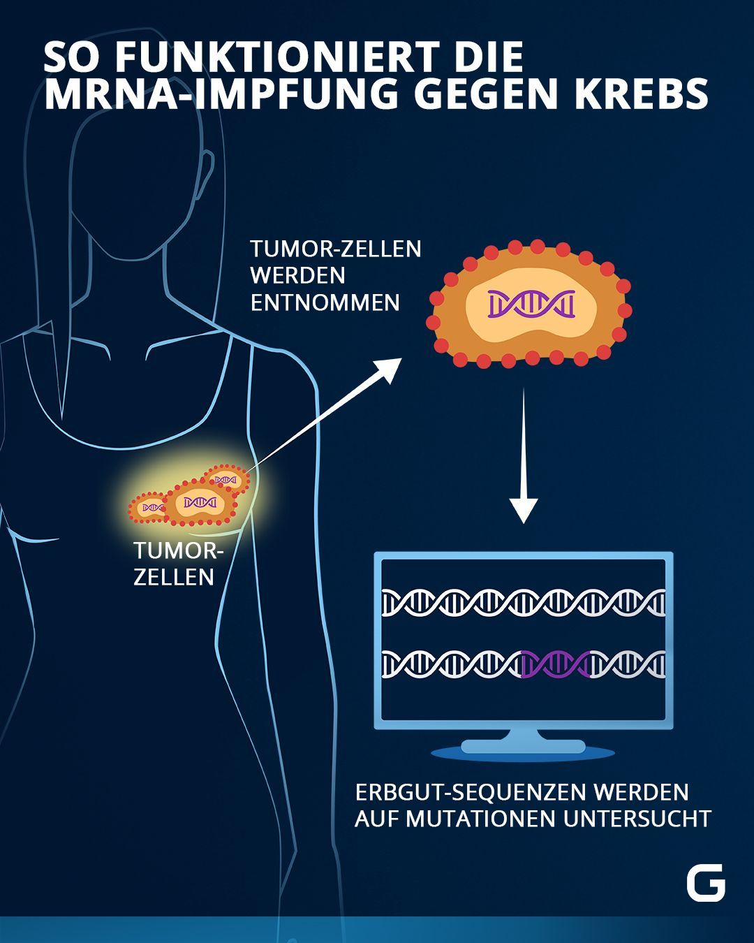Wir zeigen, wie mRNA-Impfstoffe auch bei Krebspatient:innen wirken können. 