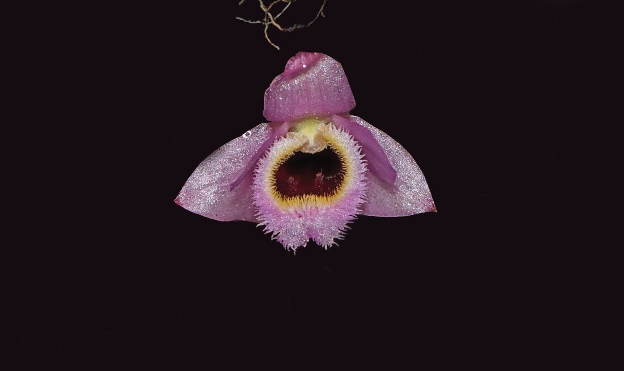 Achtung, Ohrwurm: Die Mini-Orchidee Dendrobium fuscifaucium mit ihrer leuchtend rosa und gelber Färbung erinnerte die Forschenden an die Muppet-Monstercrew mit der bekannten "Mah na mah na"-Hymne. 