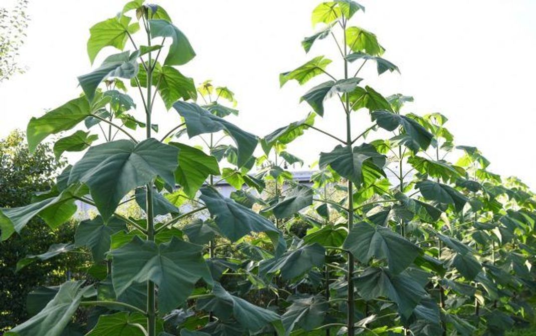 Als Energieholz werden Kiri-Bäume in Deutschland auf Plantagen angebaut.